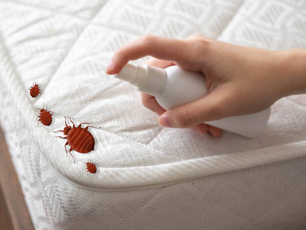 Best Local Pest Control Services  in Nicholson, GA