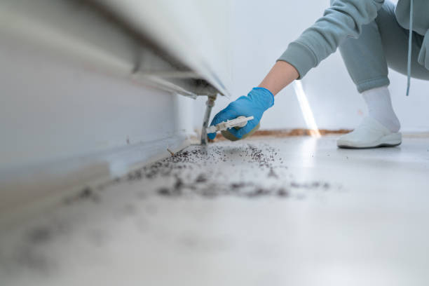 Best Flea Control Services  in Nicholson, GA